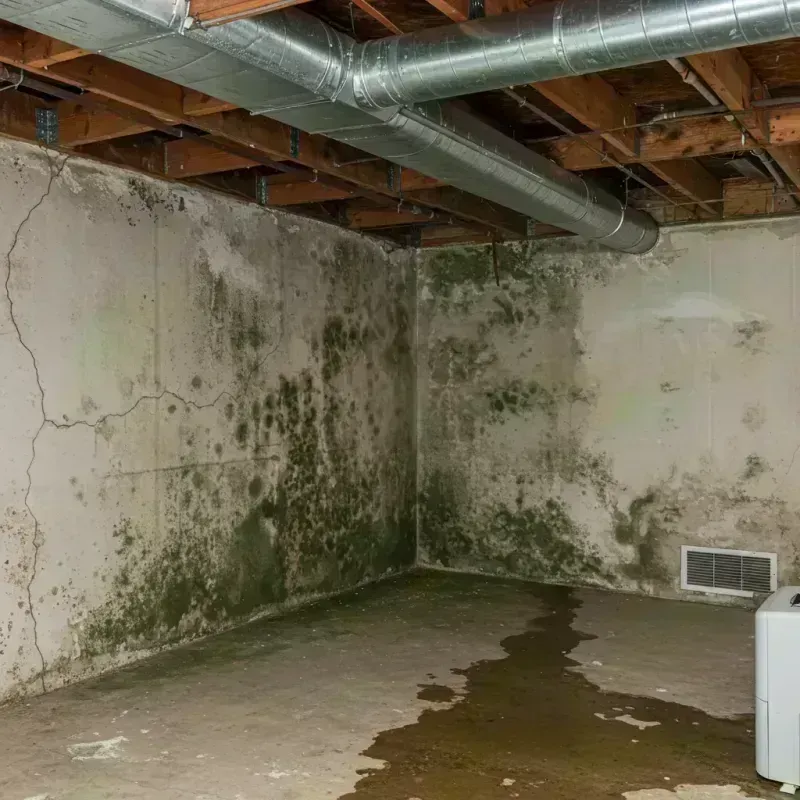 Professional Mold Removal in Hodgkins, IL